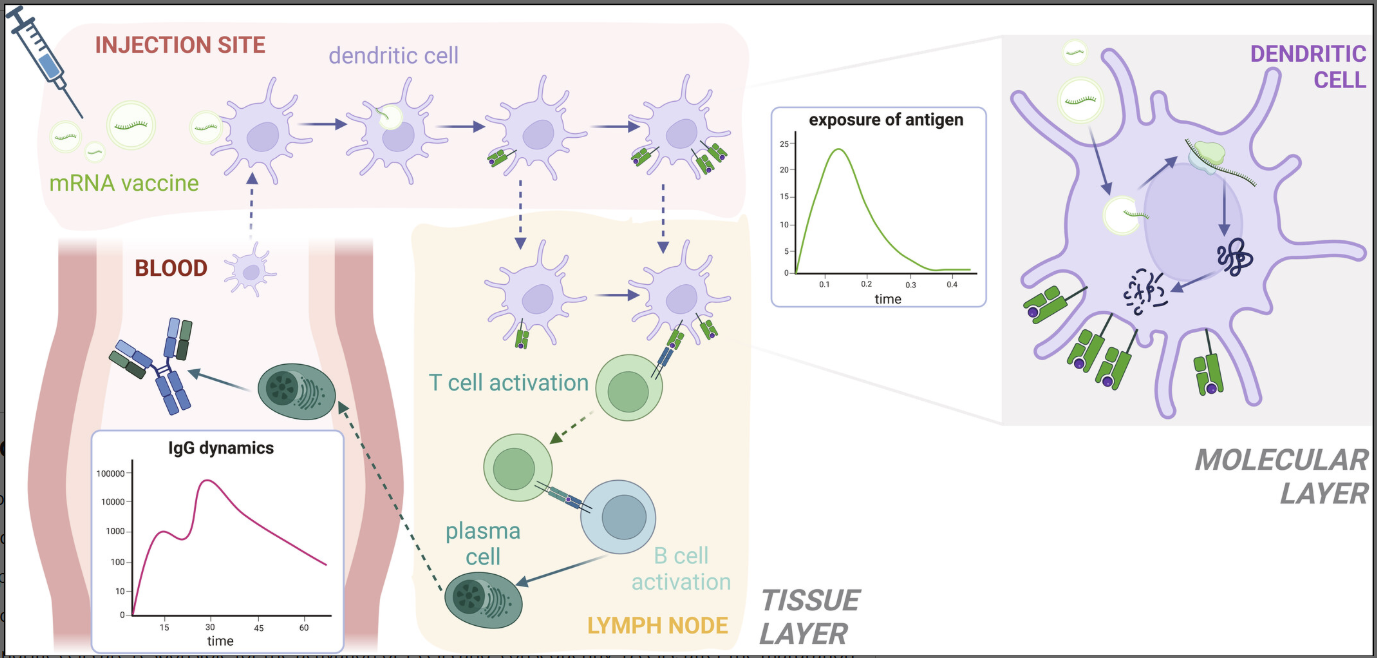 Multiscale QSP model structure for an mRNA vaccine linking intracellular processing, antigen presentation and immune responses from Dasti et al. 2025