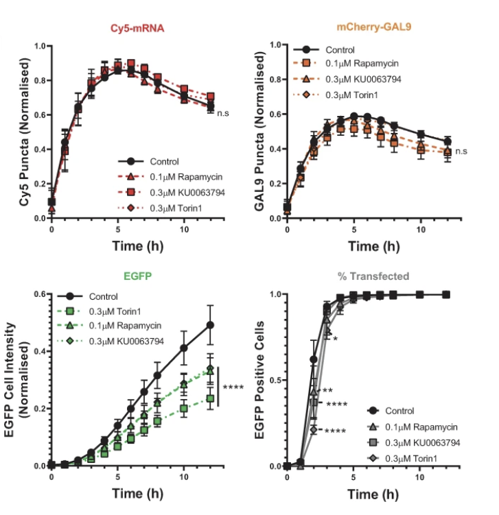 Effects of mTOR-pathway inhibition on mRNA uptake, Galectin-9 recruitment and EGFP expression from Munson et al. 2021